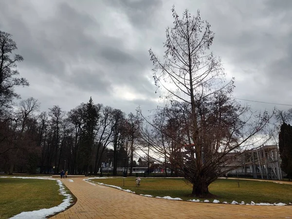 Pagi Berkabut Padang Rumput Dengan Pohon Dan Pemandangan Slowakia — Stok Foto