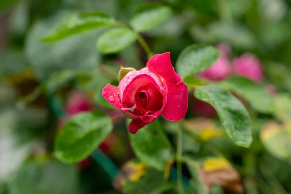 Красивая Розовая Роза Словакии Заднем Плане Крупный План — стоковое фото