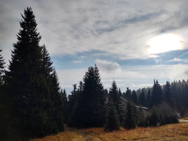 Alberi Sentieri Nella Foresta Slovacchia — Foto Stock