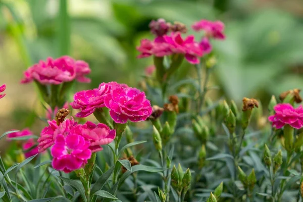 Piękne Różowe Kwiaty Ogrodzie Tle Zbliżenie — Zdjęcie stockowe