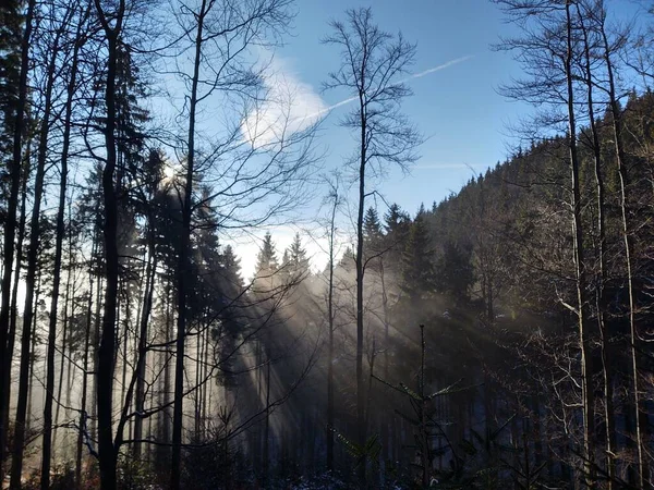 Trees Forest Sunny Day Slovakia — Stock Photo, Image