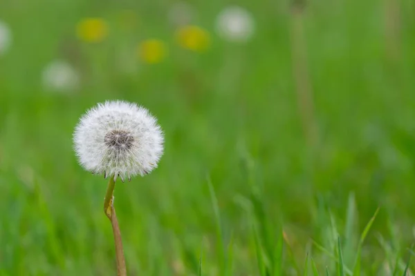 Hermosas Flores Cerca Disparo —  Fotos de Stock