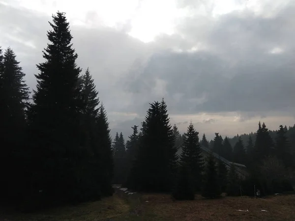 Zauberhafte Bäume Wald Sonnigen Tagen Slowakei — Stockfoto