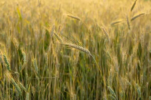 Campo Trigo Pôr Sol Orelhas Maduras Douradas Centeio — Fotografia de Stock