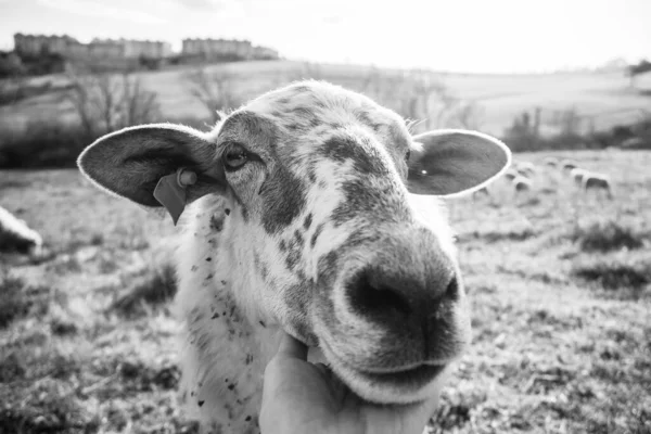 Sheep Grazing Green Meadow — Stock Photo, Image