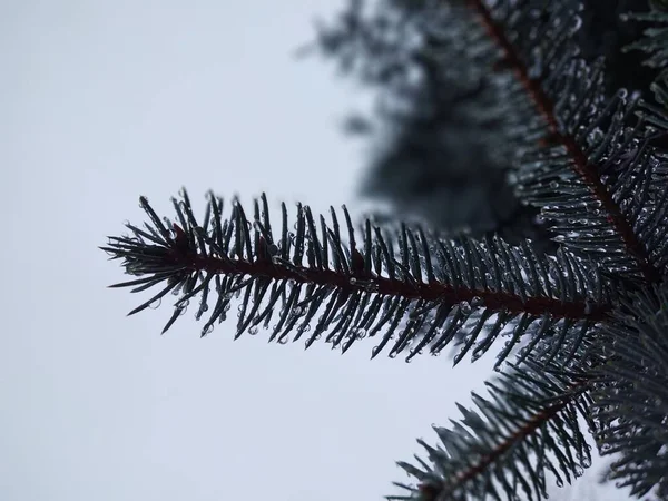 Pine Tree Needles Water Drops Natural Wallpaper — Stock Photo, Image