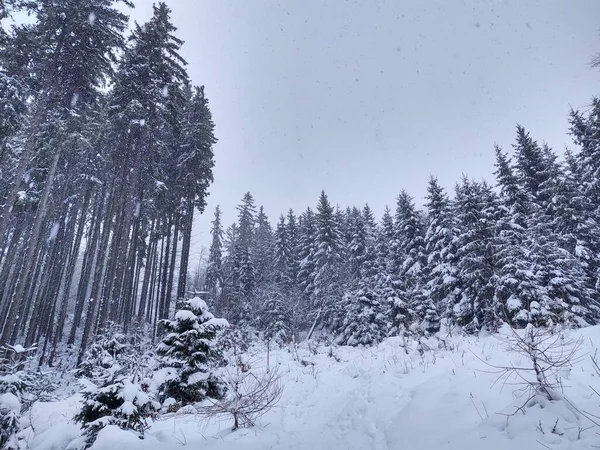 Trees Snow Deep Winter Slovakia — Stock Photo, Image