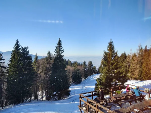 Träd Snö Djupa Vintern Slovakien — Stockfoto