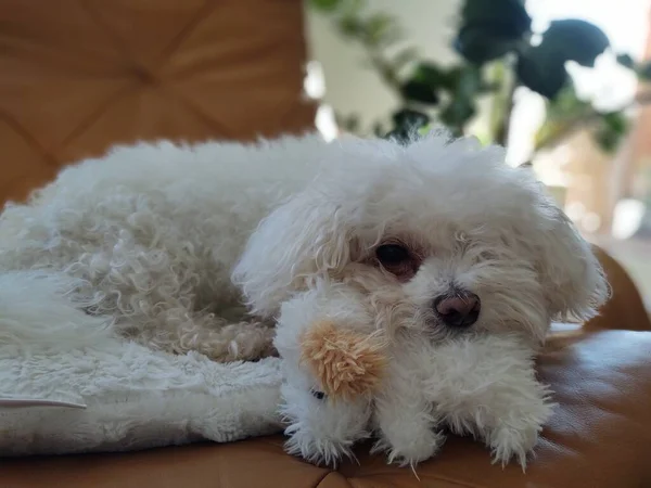 Portrait White Small Dog Home — Stock Photo, Image