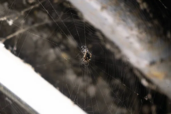 Spinnennetz Hintergrund Nahaufnahme — Stockfoto