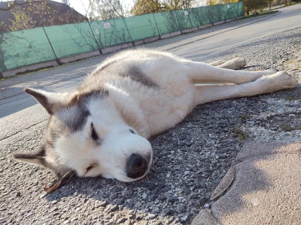 Gündüz Vakti Sokakta Sevimli Bir Köpek — Stok fotoğraf