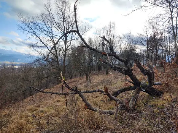 Árvores Floresta Durante Dia Ensolarado Eslováquia — Fotografia de Stock