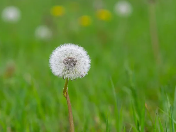 Hermosas Flores Cerca Disparo —  Fotos de Stock