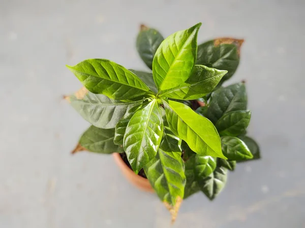 Planta Verde Vaso Fundo — Fotografia de Stock