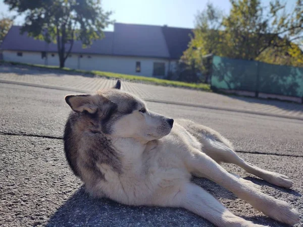 可爱的狗在街上的白天时间 — 图库照片