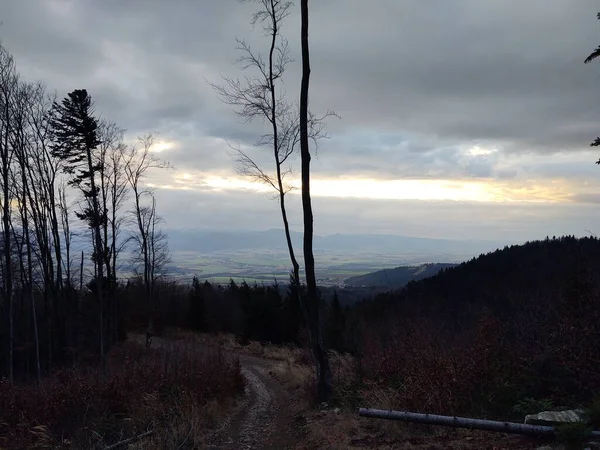 Bäume Wald Sonnigen Tagen Slowakei — Stockfoto