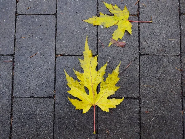 Nahaufnahme Von Herbstblättern Hintergrund — Stockfoto
