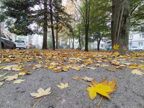 Nahaufnahme Von Herbstblättern Hintergrund — Stockfoto