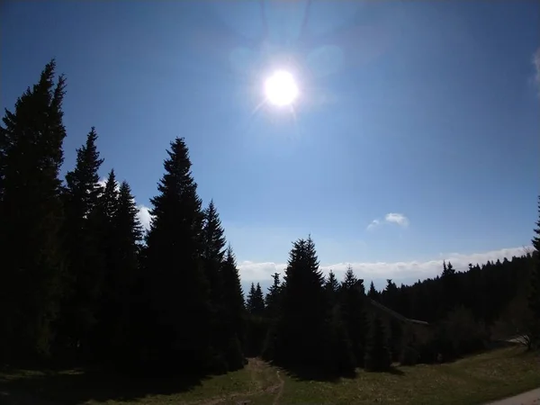 Magic trees  in the forest during sunny day. Slovakia