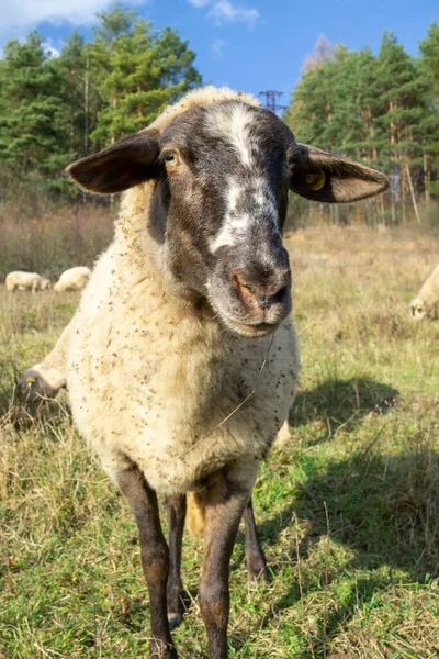 Weidegebied Met Bomen Uitzicht Bergen Met Schapen Slowakije — Stockfoto