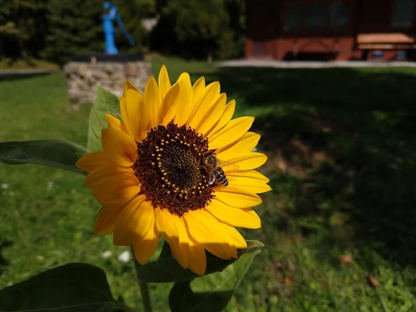 Girasol Campo Tiro Cerca — Foto de Stock