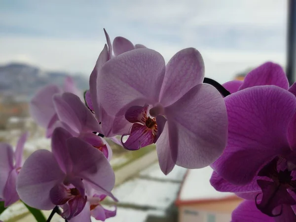 Schöne Rosa Orchideen Fenster — Stockfoto