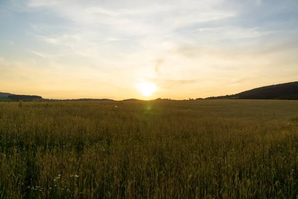 Belle Vue Sur Champ Blé Coucher Soleil — Photo