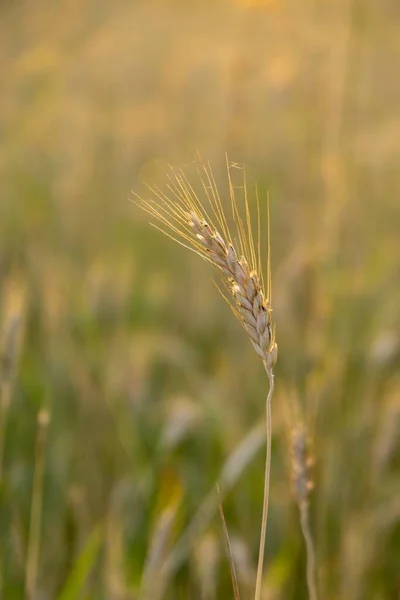 Campo Trigo Atardecer Orejas Maduras Doradas Centeno —  Fotos de Stock