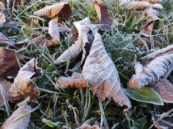 Natureza Inverno Coberta Por Neve — Fotografia de Stock