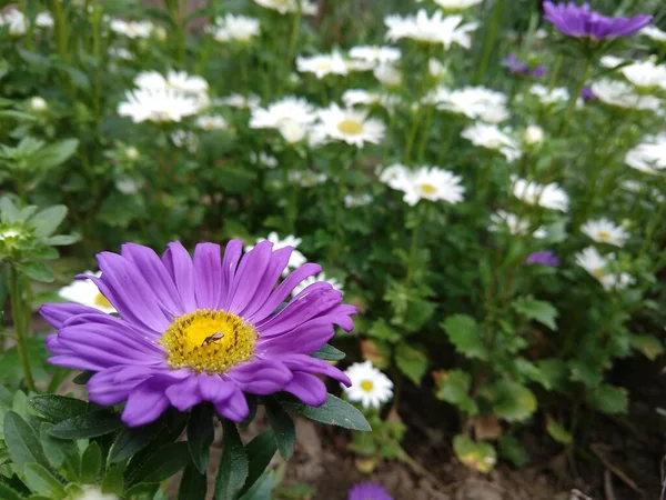 Piękne Kwiaty Ogrodzie Tle Zbliżenie — Zdjęcie stockowe