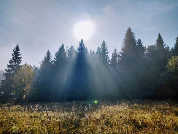 Herbstbäume Wald Slowakei — Stockfoto