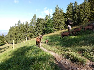 Keçiler yeşil tepede. Slovakya
