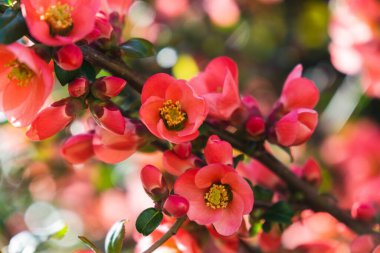 Ağaçtaki güzel çiçekler, yakın.