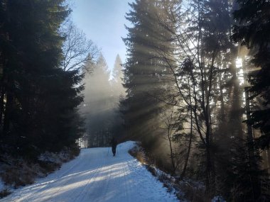 Güneşli bir günde ormanda ağaçlar. Slovakya