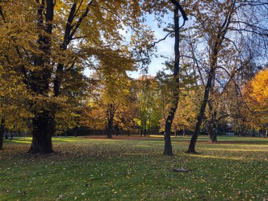 Arka planda güzel bir sonbahar parkı