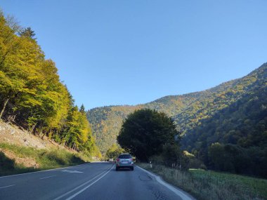Güneşli bir günde ormanda ve yolda ağaçlar