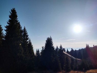 Ormanda sonbahar ağaçları, Slovakya