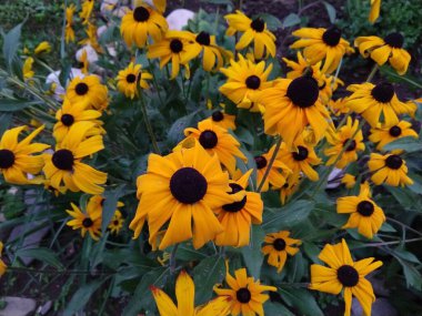 Arka planda sarı çiçekler, kapatın.