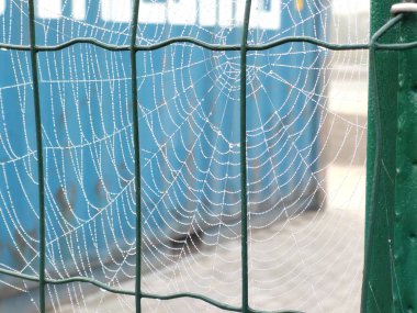 Arka planda örümcek ağı, kapat