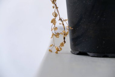 Arka plan üzerinde Close-Up sonbahar yaprakları