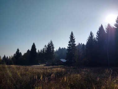 Ormanda sonbahar ağaçları, Slovakya