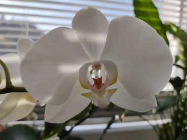 Pencerede güzel beyaz orkideler