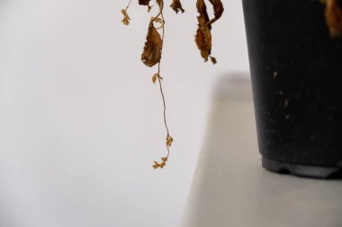 Arka plan üzerinde Close-Up sonbahar yaprakları