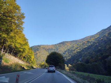 Güneşli bir günde ormanda ve yolda ağaçlar