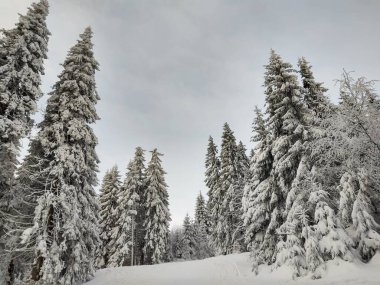 Derin kış boyunca kar altında ağaçlar. Slovakya