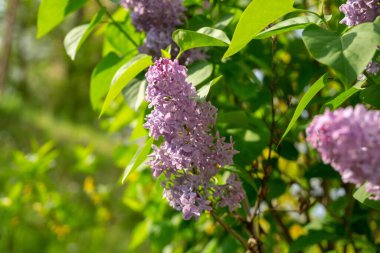Güzel çiçekler. Yakın çekim. 