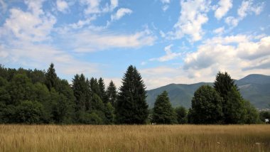 Güneşli bir günde ormanda sihirli ağaçlar. Slovakya