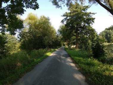 Gündüz vakti ormanda yeşil ağaçlar.