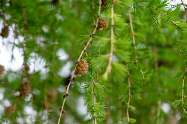 İğneler ve koniler ile çam ağacı dalları, doğal duvar kağıdı