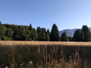 Slovakya ormanlarında köknar ağaçları ve göl
